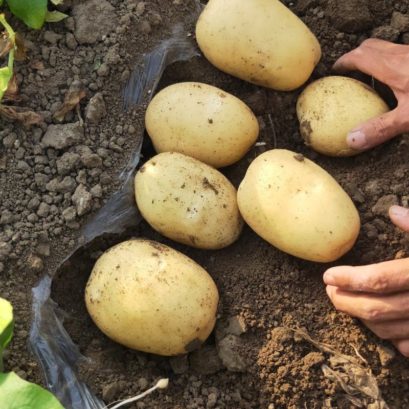青岛平度沃土、希森、v7系列精品土豆