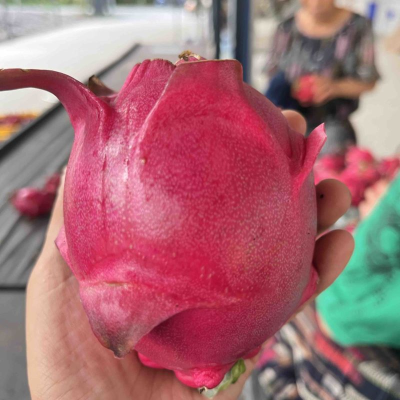 红心火龙果