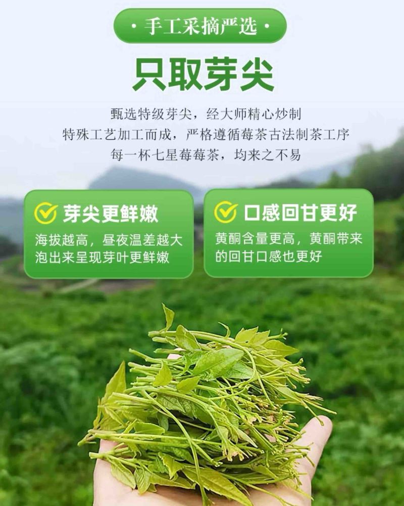 张家界莓茶