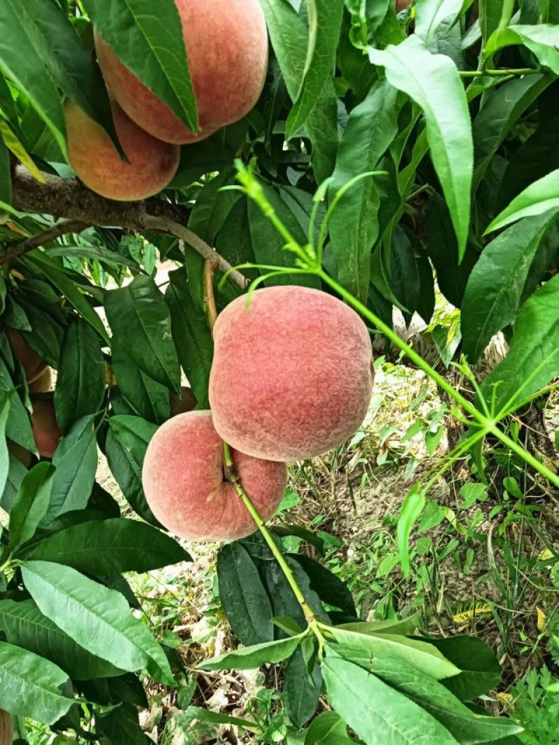 陕西大荔毛桃大量上市，有需要的老板联系我，