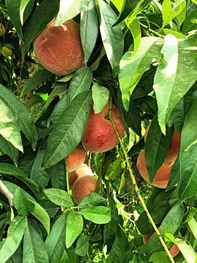 陕西大荔毛桃大量上市，有需要的老板联系我，