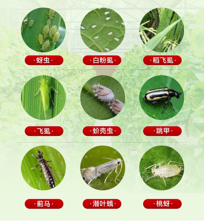 70%啶虫脒杀虫剂蚜虫蓟马稻飞虱白粉虱跳甲专用