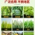 70%啶虫脒杀虫剂蚜虫蓟马稻飞虱白粉虱跳甲专用