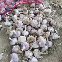 山东济南商河白桥大靑稞蒜种4.5元，启发8吨。