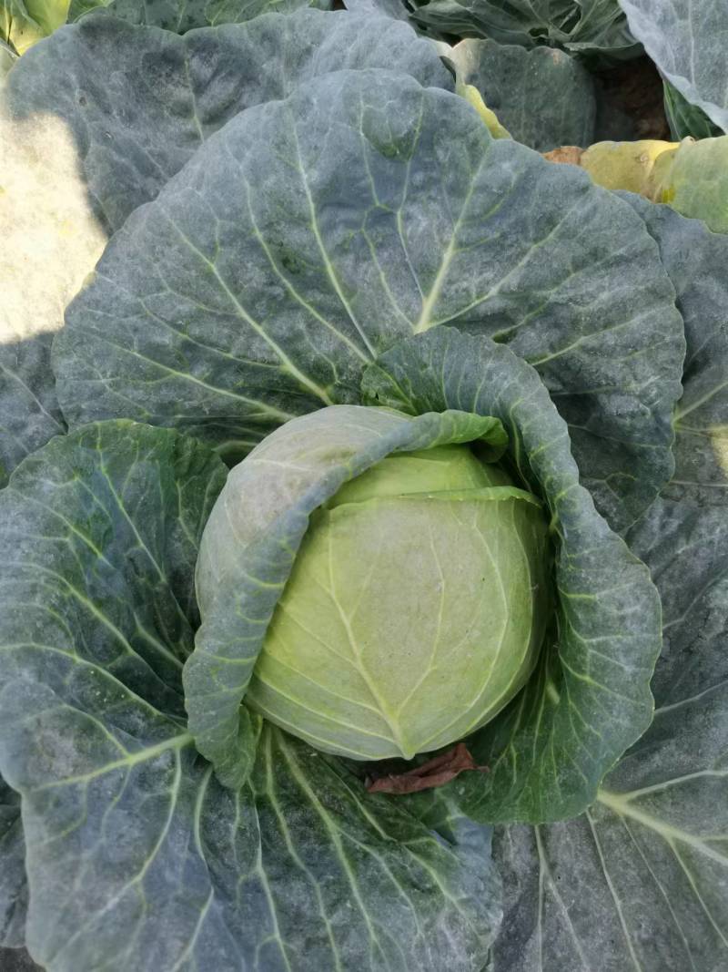 江苏甘蓝东台圆包菜盐城蔬菜新鲜甘蓝一手货源大量供货