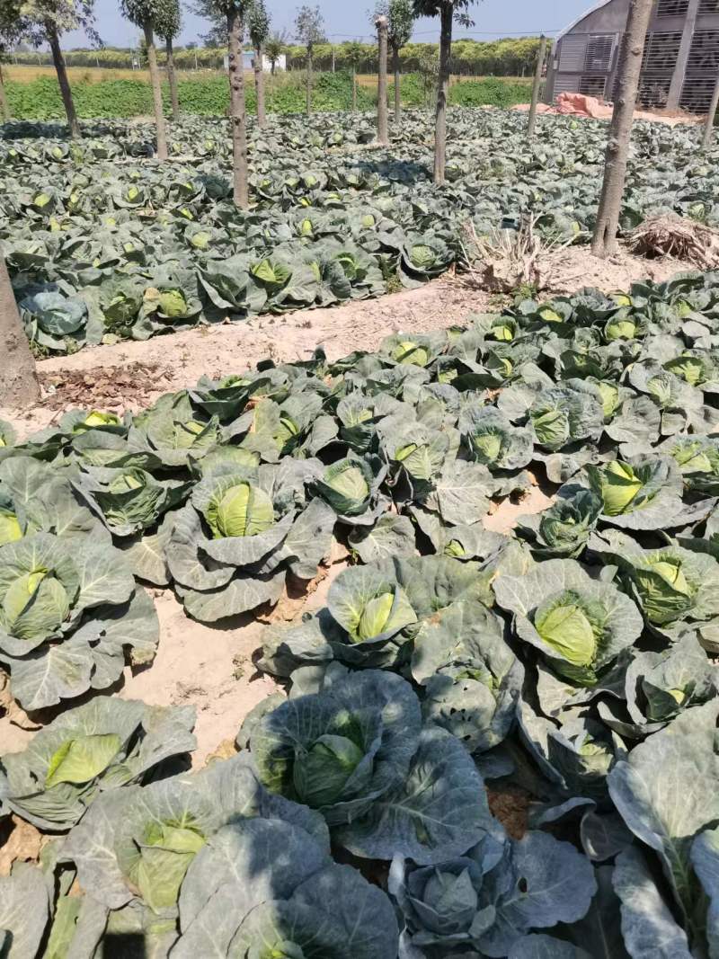 江苏甘蓝东台圆包菜盐城蔬菜新鲜甘蓝一手货源大量供货