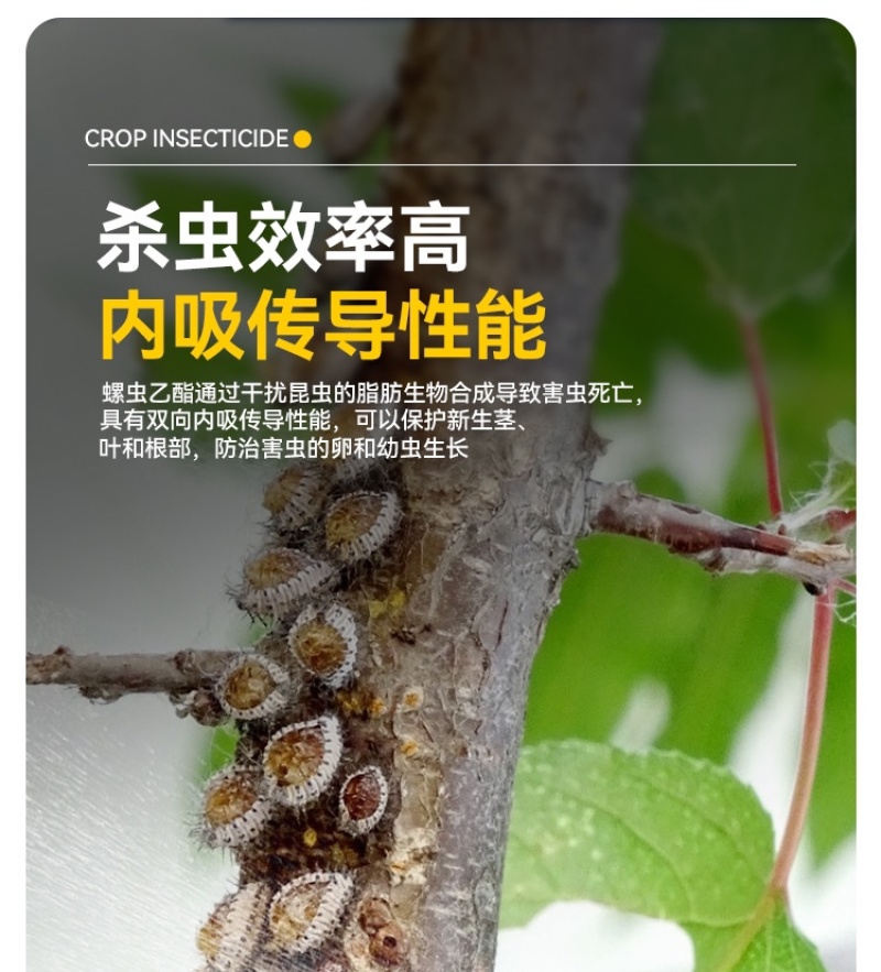蚧壳虫专用药螺虫噻嗪酮果树柑橘通用杀虫剂