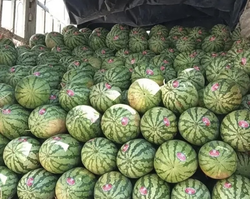 湖北襄阳金城5号，湖北西瓜，石板瓜，襄阳西瓜大量上市