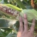 （优质）水果玉米🌽无虫眼、个头大、满顶、欢迎来电