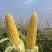 万糯2000糯玉米🌽无虫、颗粒饱满、个大、皮色好、代发