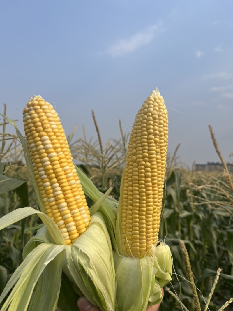 万糯2000糯玉米🌽无虫、颗粒饱满、个大、皮色好、代发