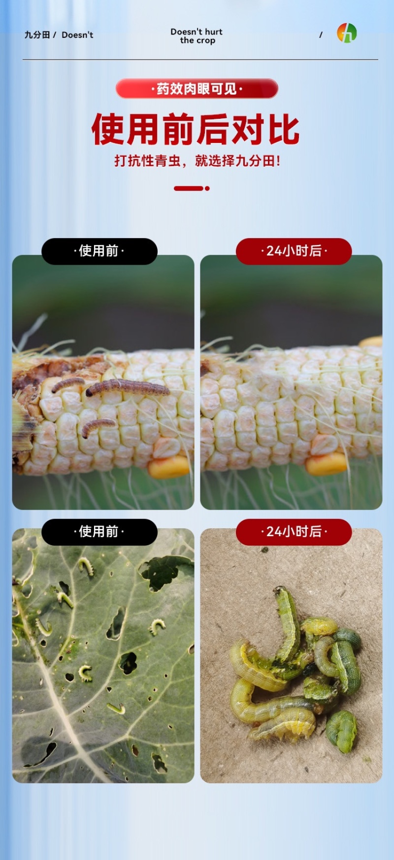 11.6%甲维氯虫苯青虫钻心虫卷叶螟果树青菜玉米水稻通用