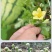 11.6%甲维氯虫苯青虫钻心虫卷叶螟果树青菜玉米水稻通用