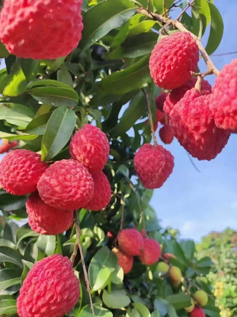 增城仙进奉荔枝