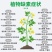 海藻流体硼微量水溶肥快速补充硼保花保果硼肥正品包邮