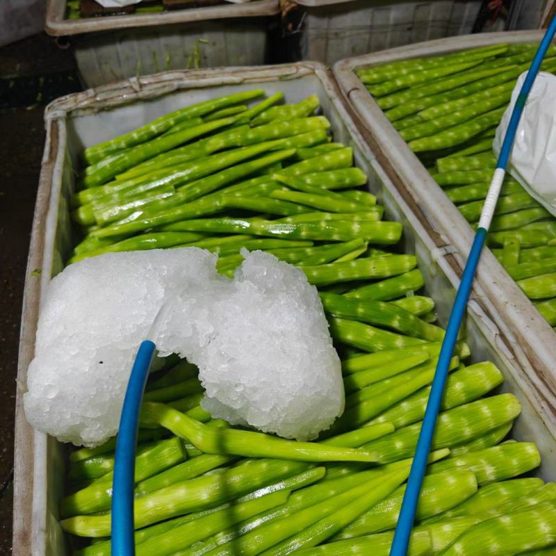 莴笋去皮大量上市净笋青笋欢迎电话联系沟通洽谈业务