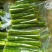 莴笋去皮大量上市净笋青笋欢迎电话联系沟通洽谈业务