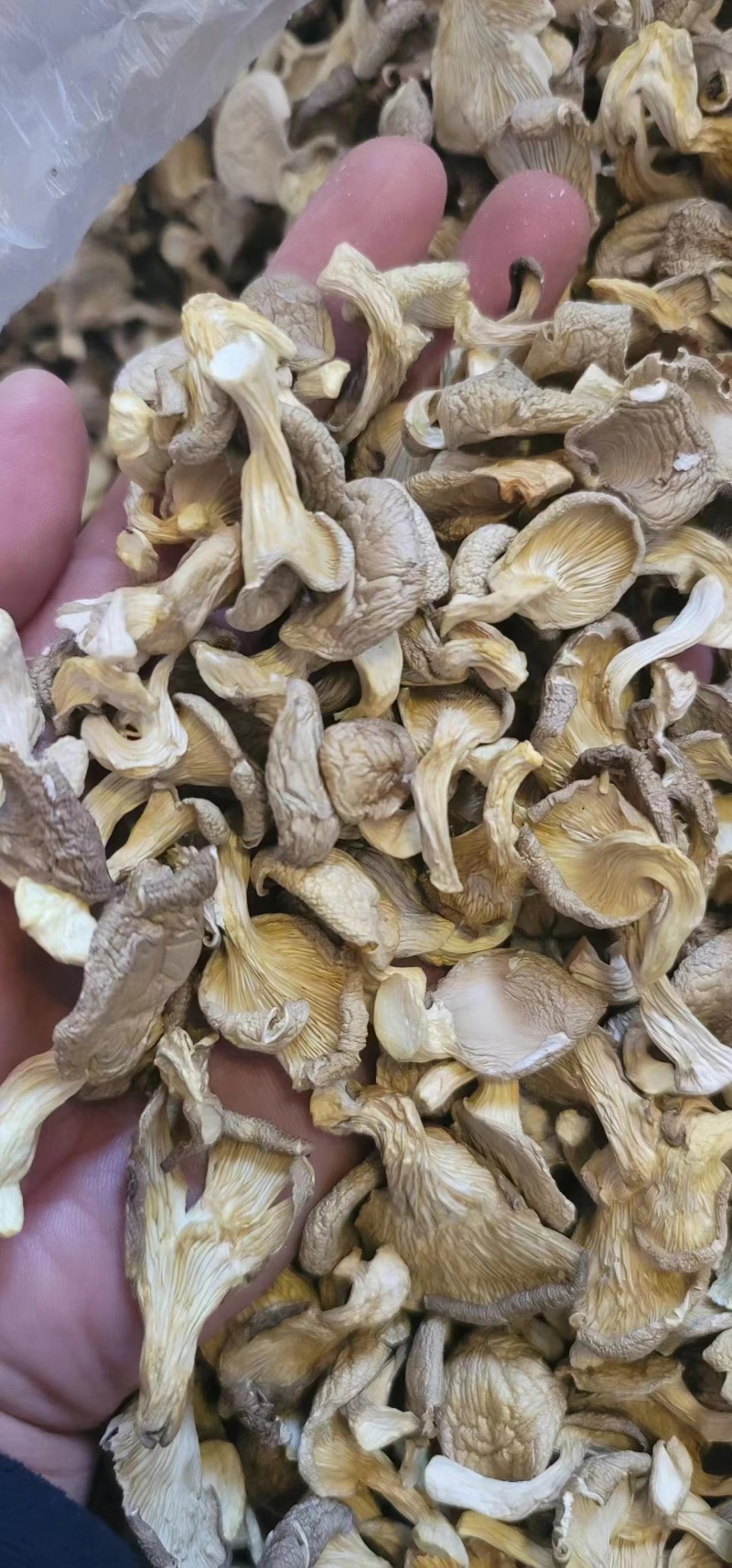 凤尾菇大量供应，质优价廉，千亩基地货源稳定，长期合作。