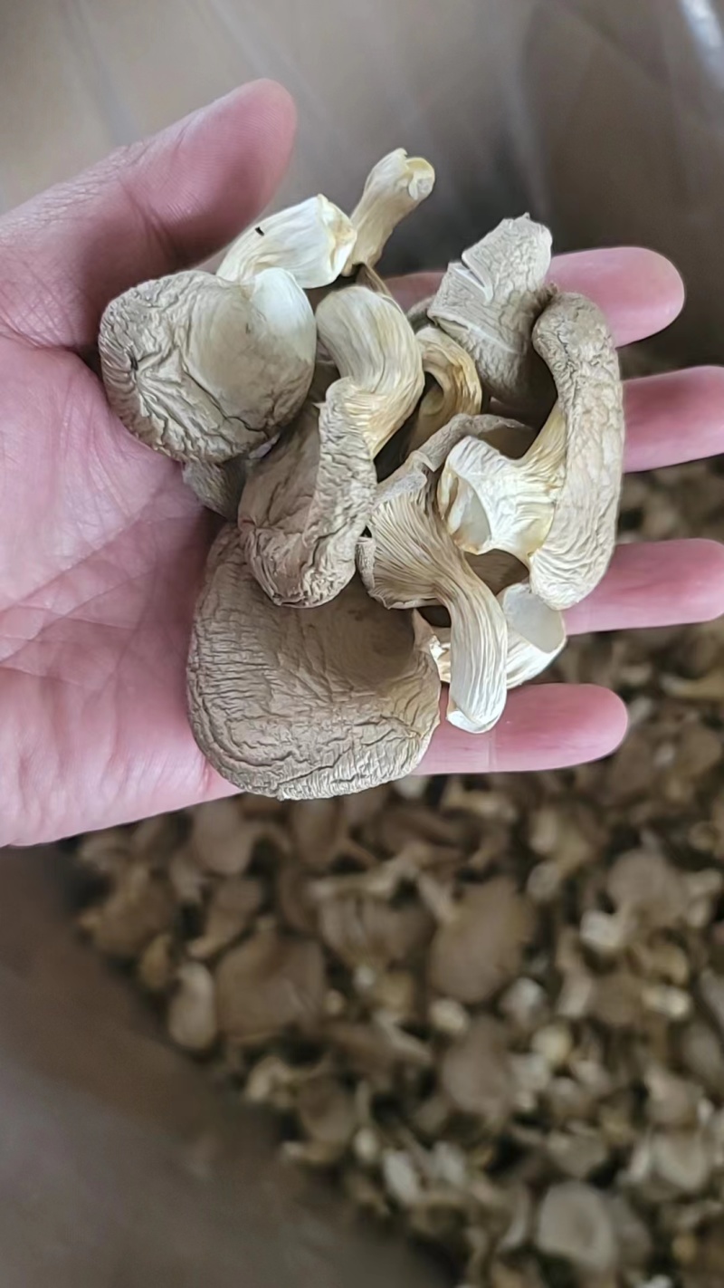 凤尾菇大量供应，质优价廉，千亩基地货源稳定，长期合作。