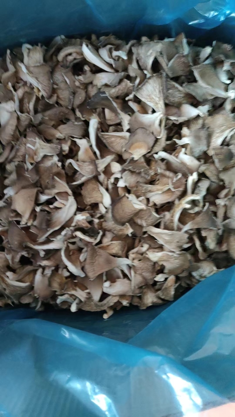 凤尾菇大量供应，质优价廉，千亩基地货源稳定，长期合作。
