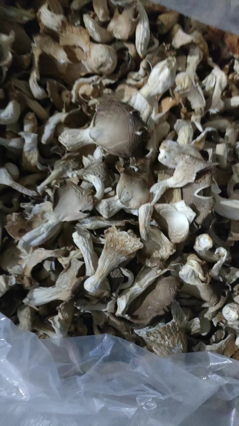 优质鲍鱼菇，河北千亩基地直供，对接各种批发商