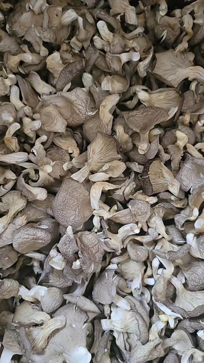 优质鲍鱼菇，河北千亩基地直供，对接各种批发商