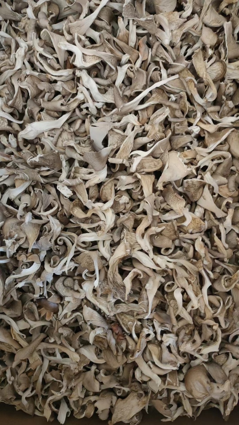 优质鲍鱼菇，河北千亩基地直供，对接各种批发商