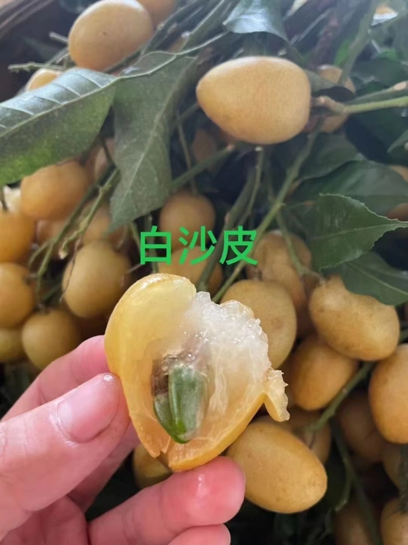 鸡心黄皮果全面上市，全国对接，原产地直销，一手货源质量好