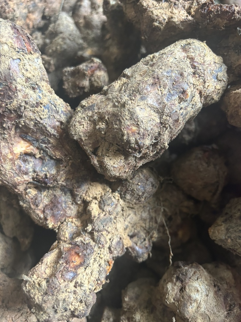 土茯苓湖南野生土茯苓，农户深山采挖一手货源批发