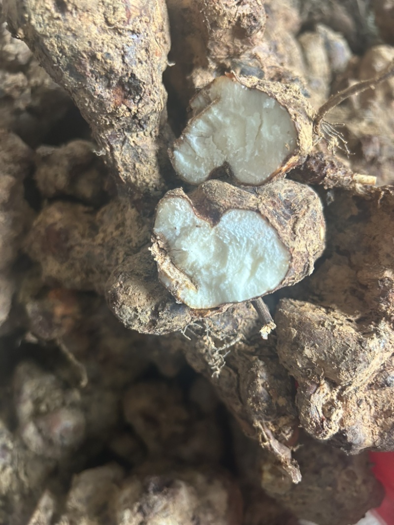 土茯苓湖南野生土茯苓，农户深山采挖一手货源批发
