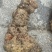 土茯苓湖南野生土茯苓，农户深山采挖一手货源批发