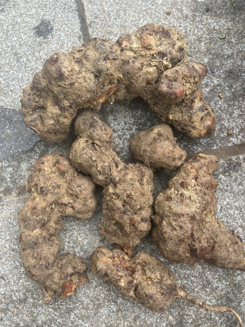 土茯苓湖南野生土茯苓，农户深山采挖一手货源批发