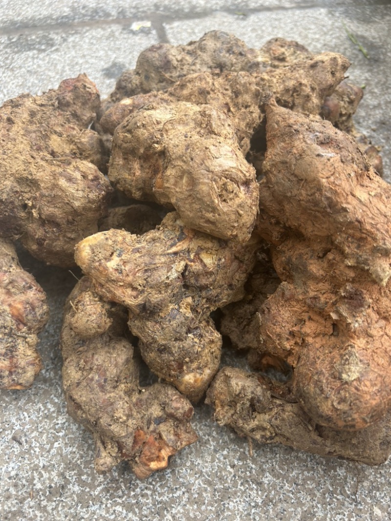 土茯苓湖南野生土茯苓，农户深山采挖一手货源批发