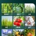 10%吡丙醚杀蓟马介壳虫青虫白粉虱卵农药杀虫剂