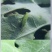 抗性青虫甲维盐专用青虫吊丝虫钻心虫辣椒果树玉米等通用