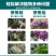 膨化闪溶型磷酸二氢钾高纯度叶面肥全水溶膨果增色保花保果