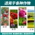 膨化闪溶型磷酸二氢钾高纯度叶面肥全水溶膨果增色保花保果