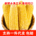 新鲜甜玉米