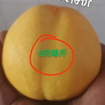 果园直发油蟠桃，