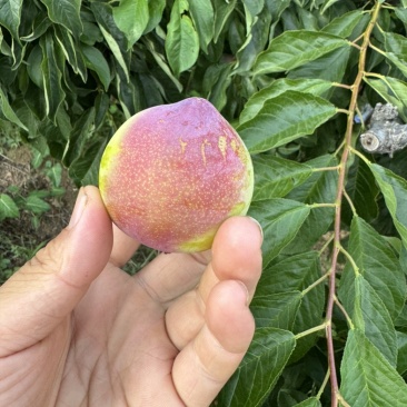 早红李子大量有货开始下树