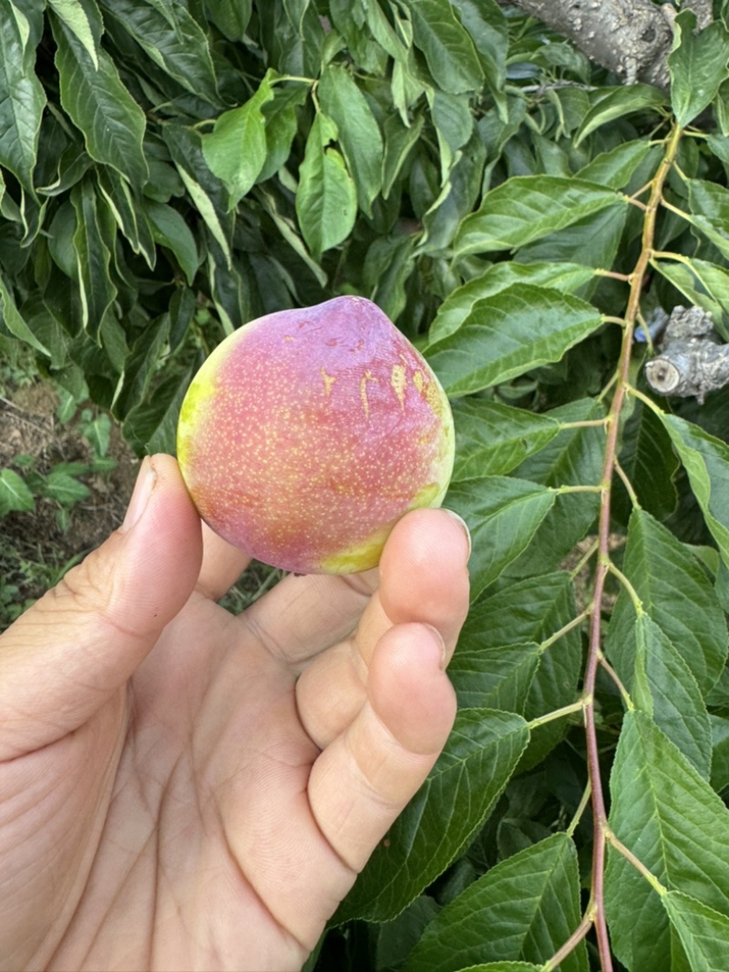 早红李子大量有货开始下树