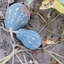 广西香芋南瓜品质保证诚信经营欢迎联系接商超市场电商