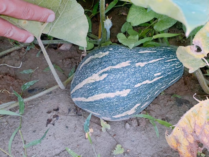 广西香芋南瓜品质保证诚信经营欢迎联系接商超市场电商