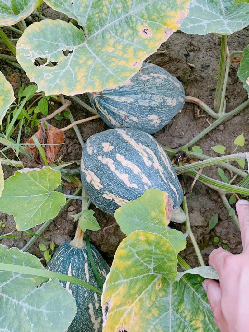广西香芋南瓜品质保证诚信经营欢迎联系接商超市场电商