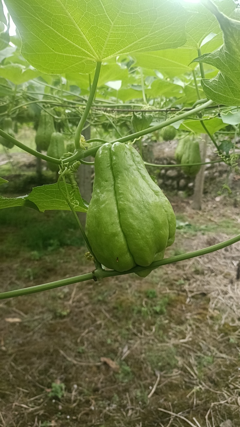 佛手瓜产地，量大