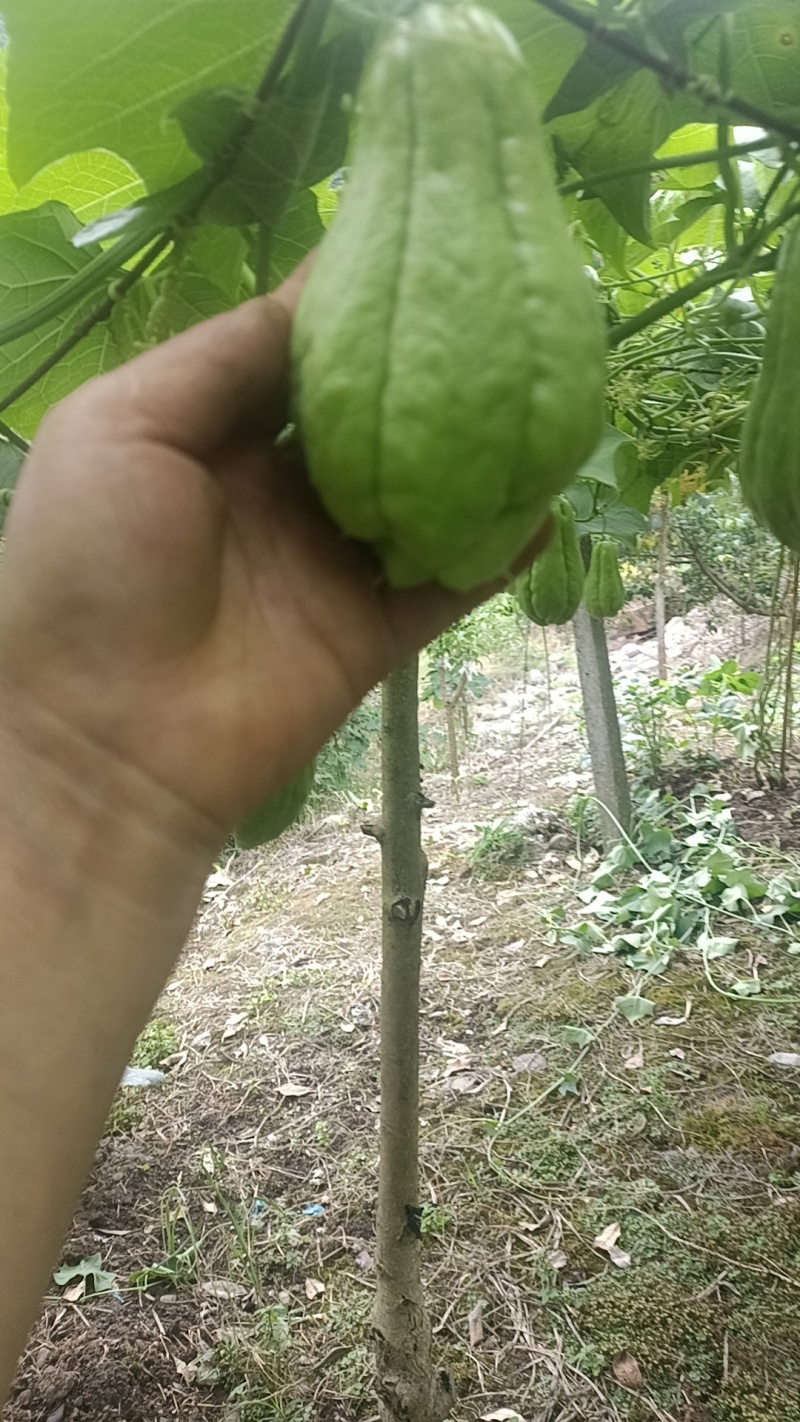 佛手瓜产地，量大