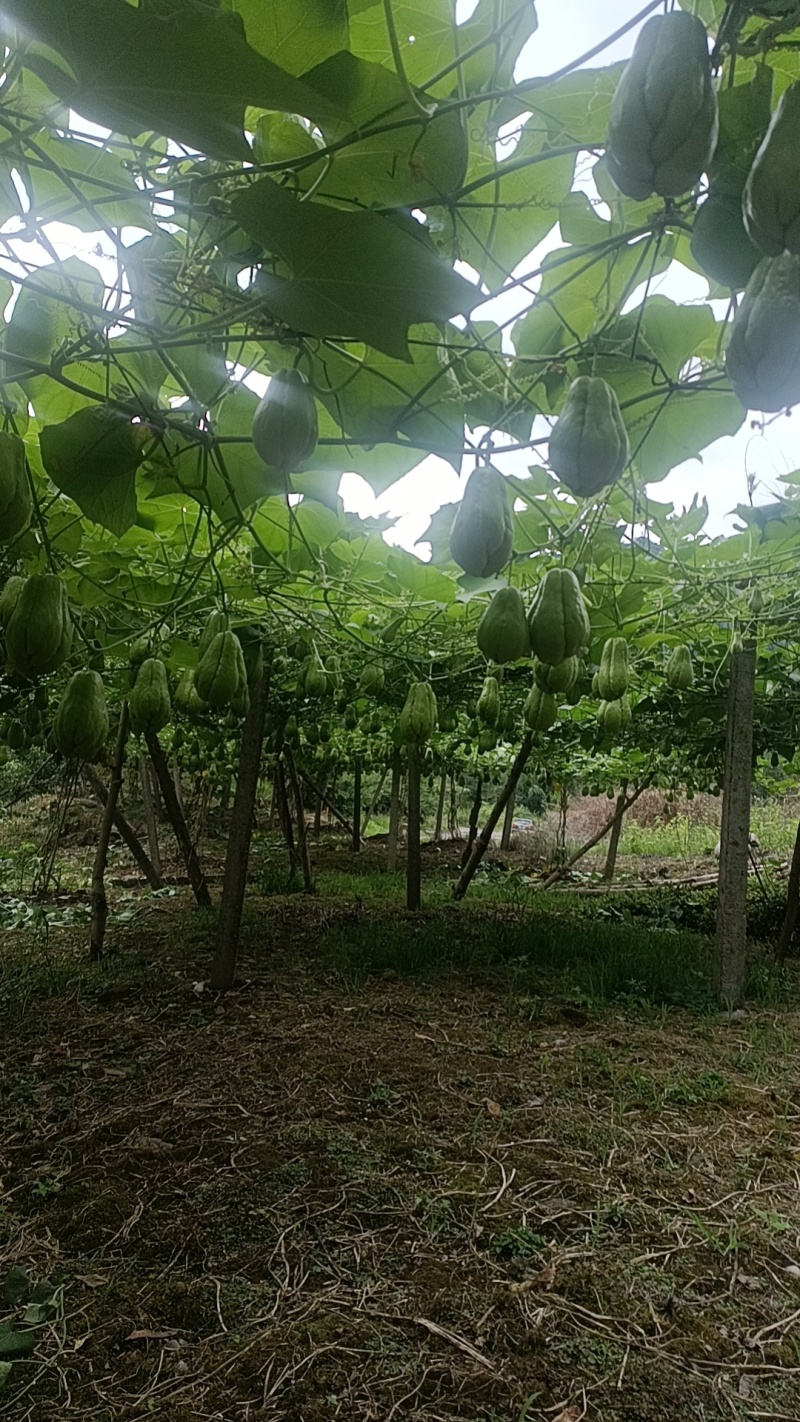 佛手瓜产地，量大