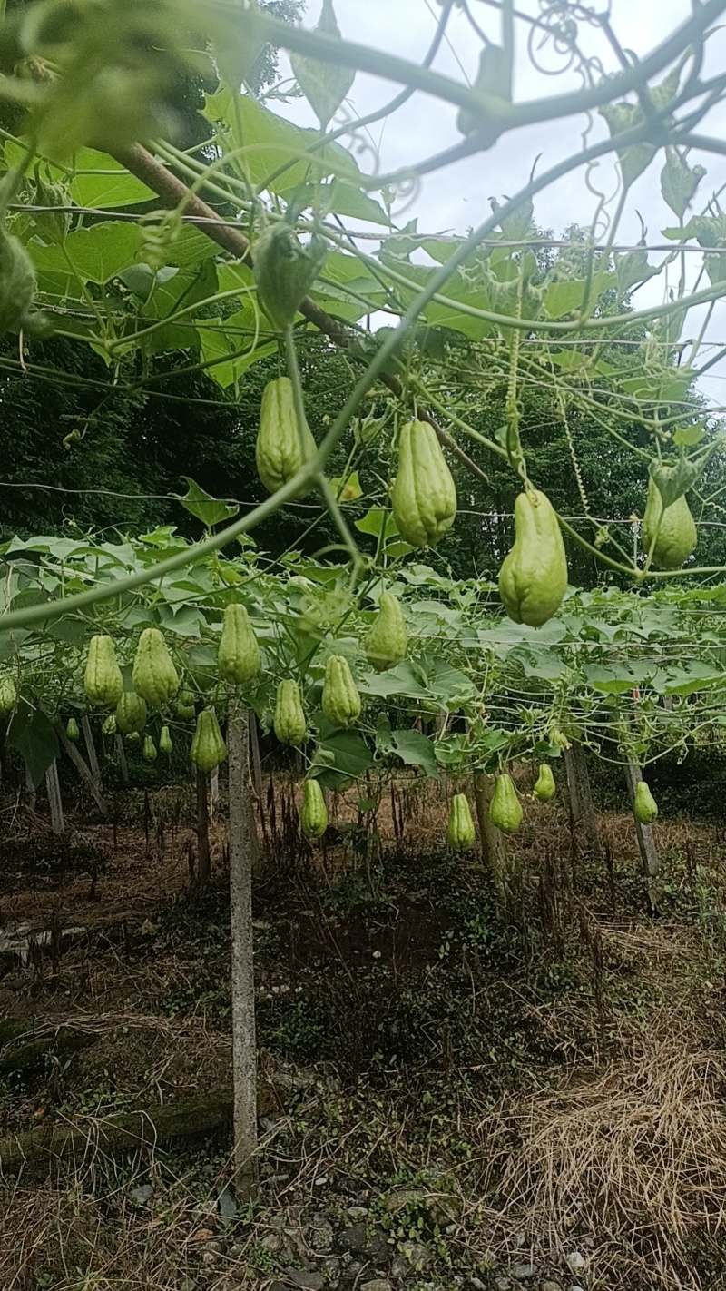 佛手瓜产地，量大