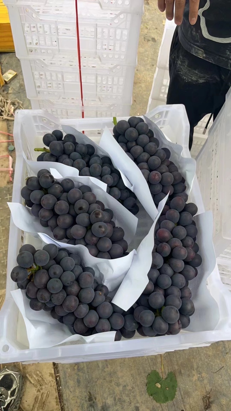 精品夏黑葡萄