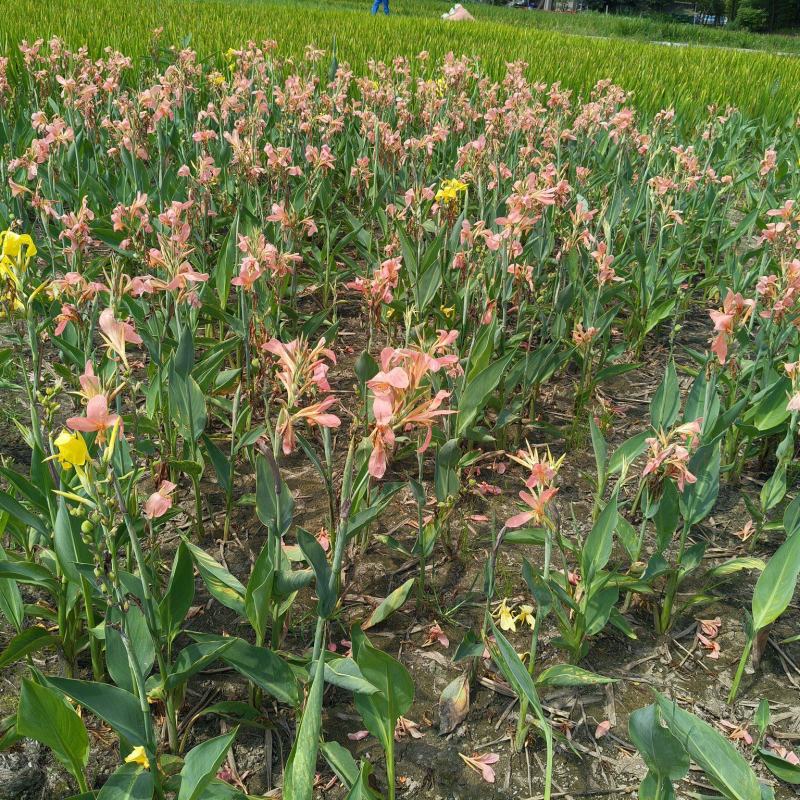 水生美人蕉粉色、黄色量大价优，欢迎来一亩田订购。